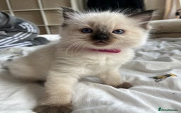 Ragdoll cats for sale: Ragdoll kittens  - Image 11