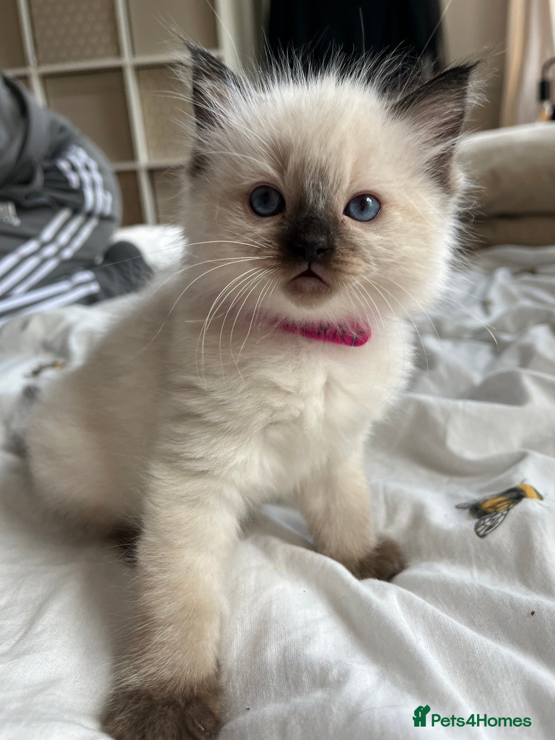 Ragdoll cats for sale: Ragdoll kittens  - Image 11