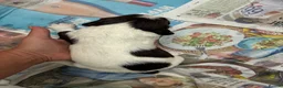 English Springer Spaniel dogs for sale: Willows pups in Bristol - Advert 15