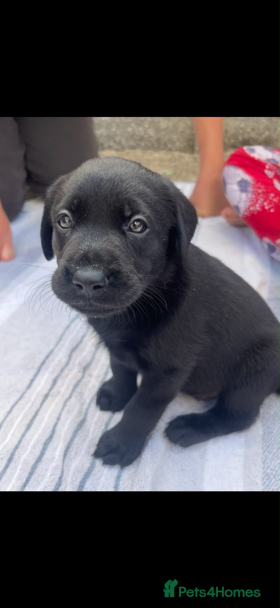 Labrador Retriever dogs KC Reg. Working Labrador Puppies ready to go - Advert 2