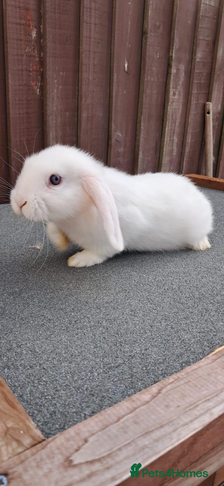 Mini Lop rabbits Purebred Minilops available to Reserve - Advert 2