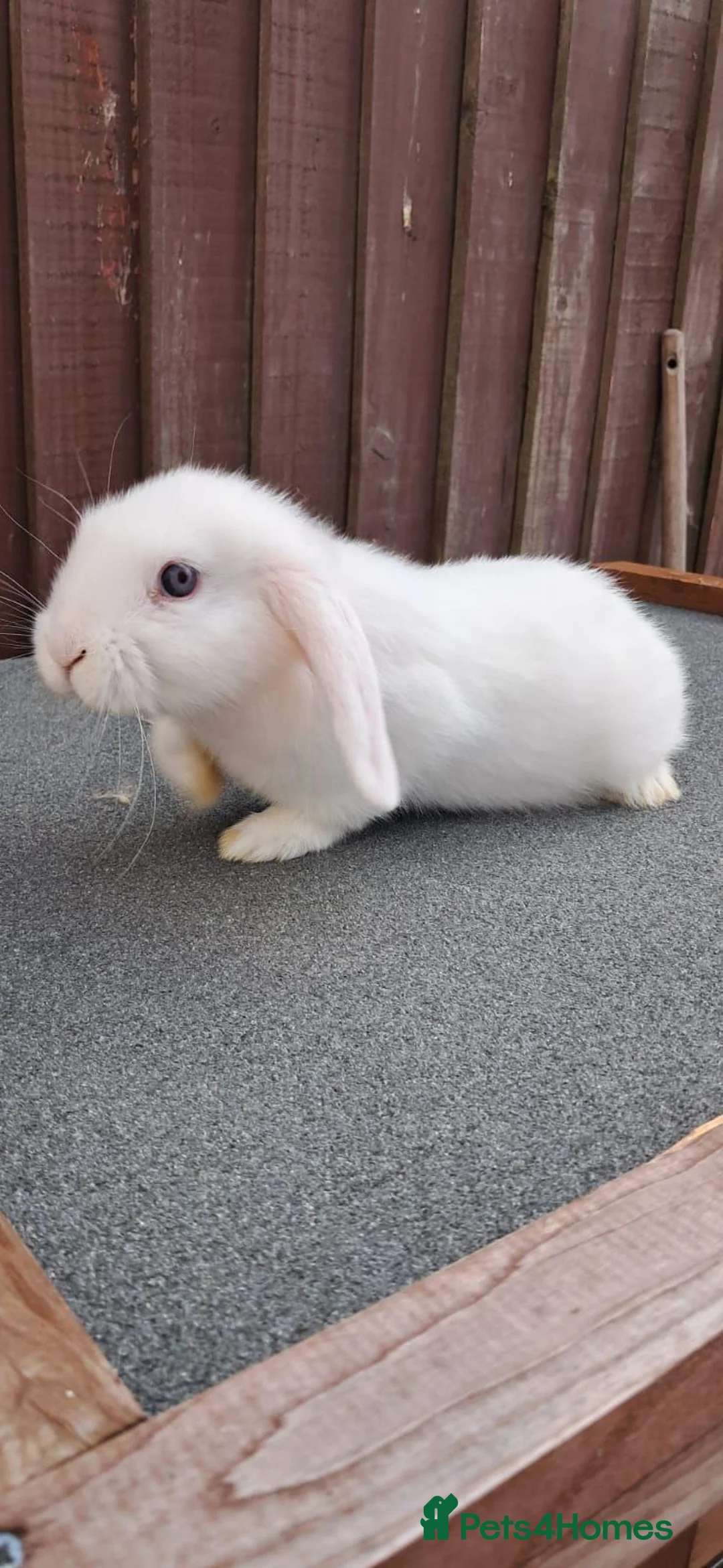 Mini Lop rabbits for sale: Purebred Minilops available to Reserve - Advert 2