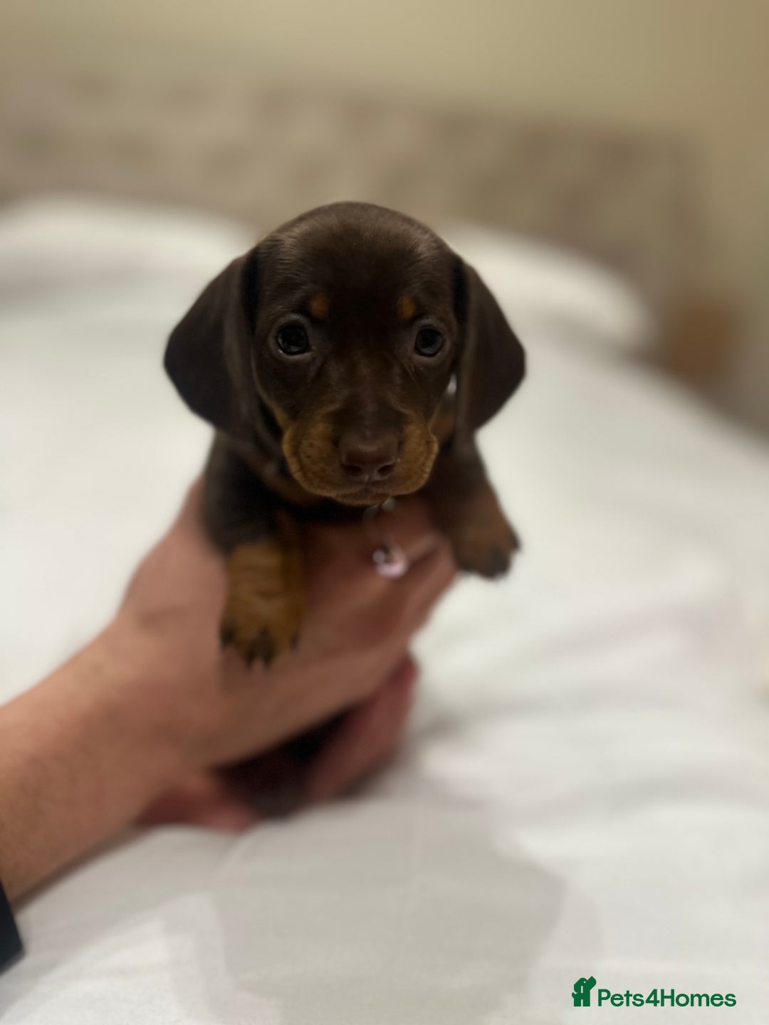 Miniature Dachshund dogs for sale: Miniature dachshund ready to go🫶🏽 - Advert 14