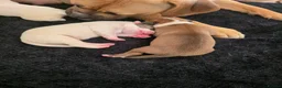 American Bulldog dogs for sale: American bull.dog puppies  in Wigan - Advert 25