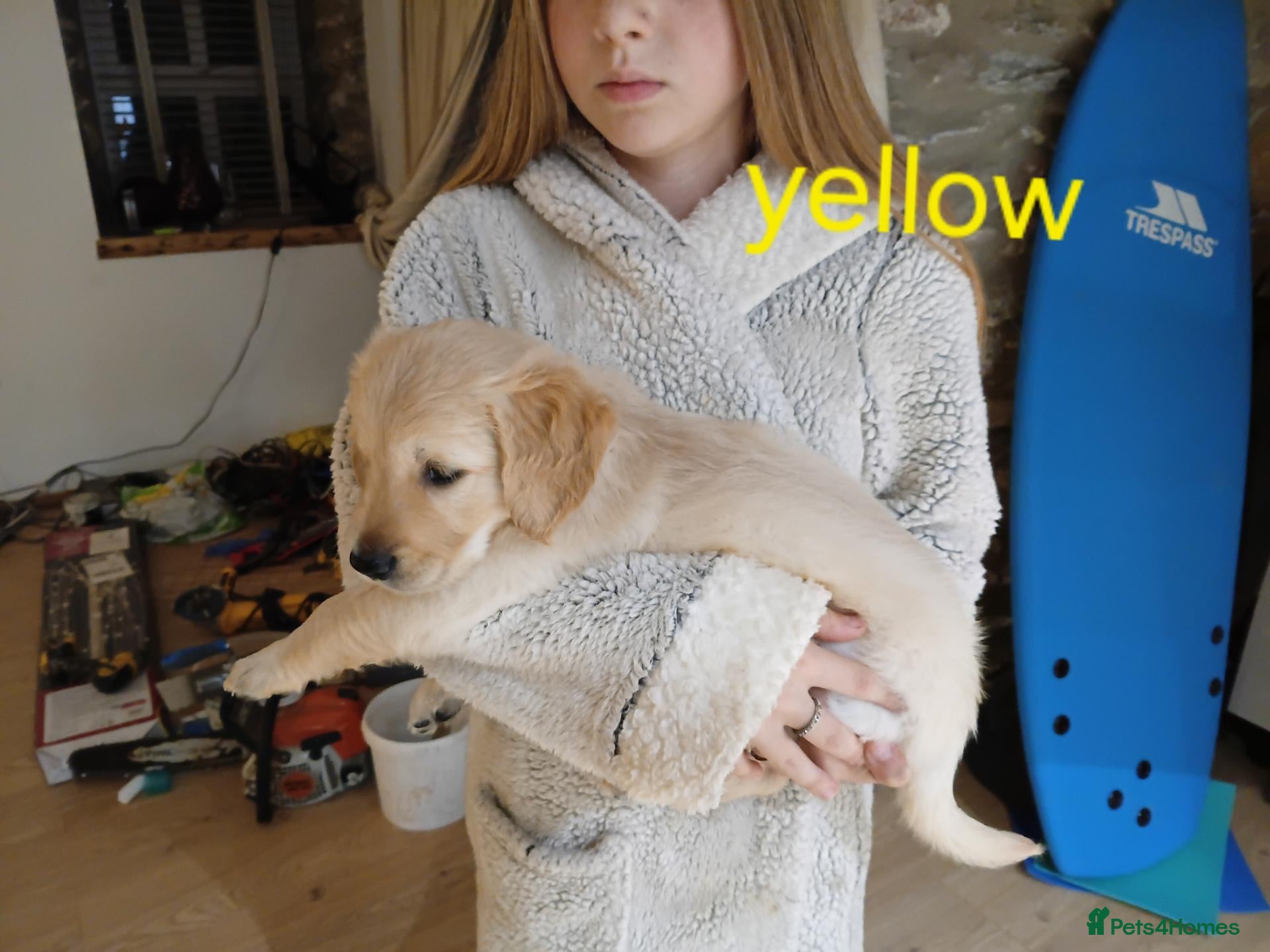 Golden Retriever dogs PEDIGREE GOLDEN RETRIEVERS  - Advert 2