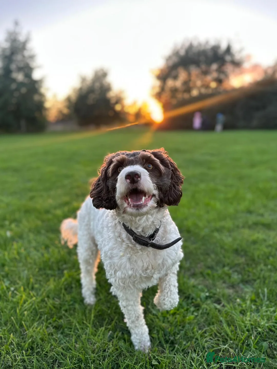 Cockapoo dogs for sale: Stunning F2B cockapoos - Advert 2