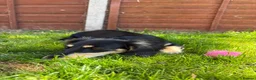 Miniature Dachshund dogs for sale: Long Haired Miniature Dachshund  - Advert 11