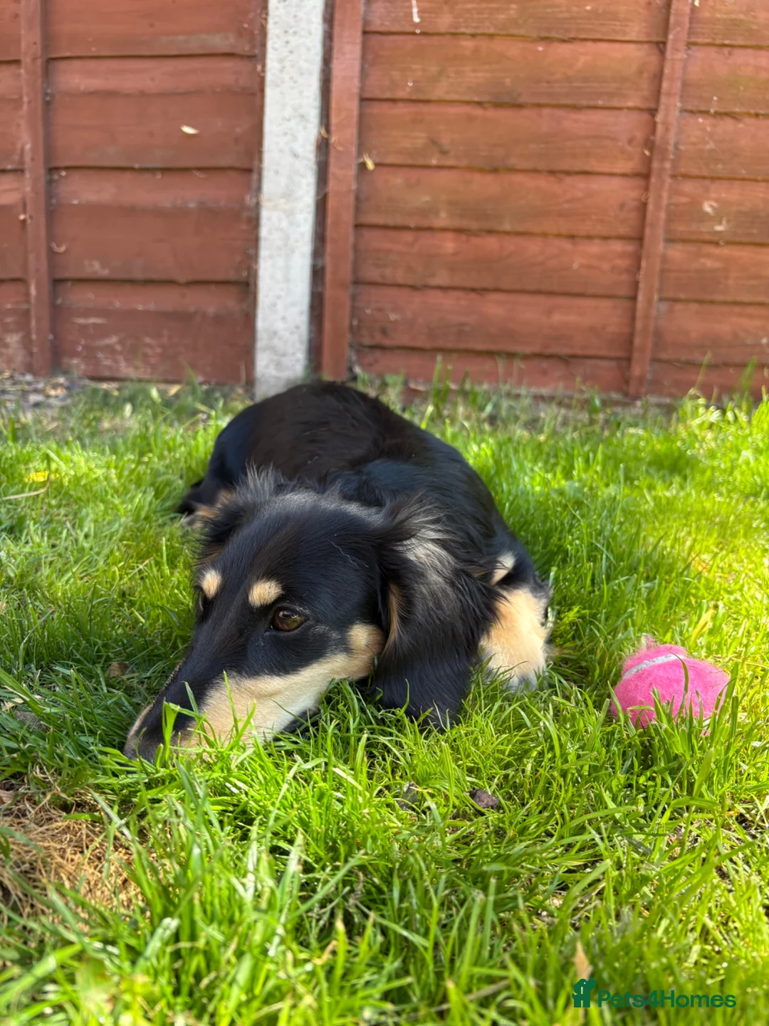 Miniature Dachshund dogs for sale: Long Haired Miniature Dachshund  - Advert 11