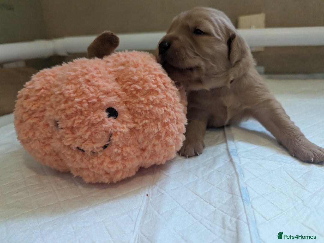 Golden Retriever dogs for sale: KC Registered Golden Retriever Puppies  - Image 20