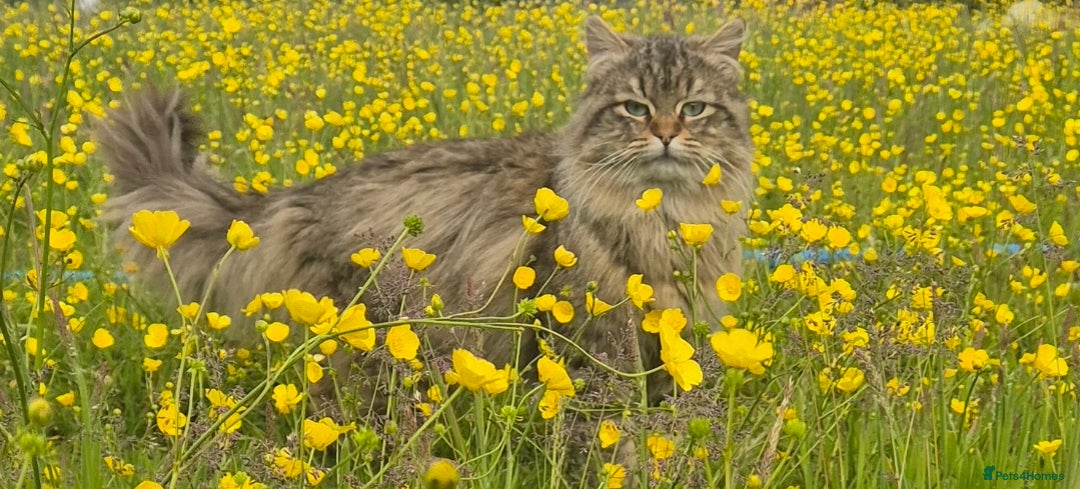 Maine Coon cats for sale: Maine Coon x siberian - Image 15