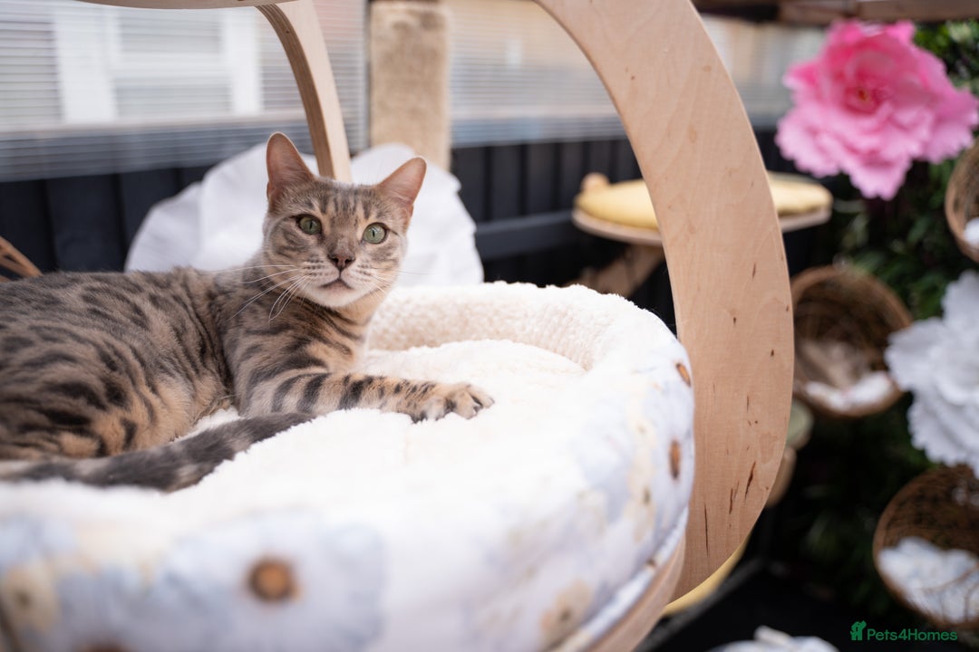 Bengal cats for sale: Frankie-Stunning Snow Bengal-TICA-Available now! - Image 31