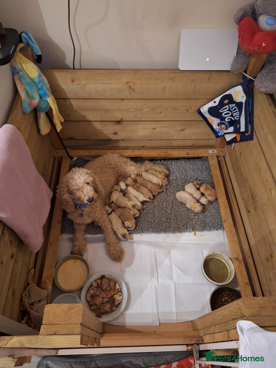 Cockapoo dogs for sale: F1b fully dna health tested toy cockapoos  - Image 9