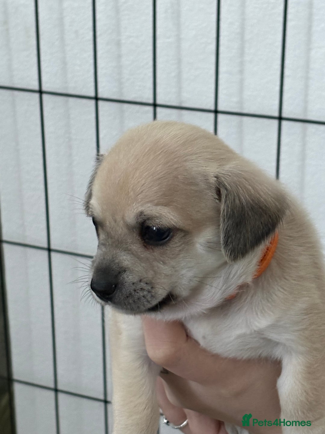 Chiweenie dogs for sale: 6 Beautiful Chiweenie Puppies *Reduced* - Advert 18