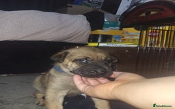 Mixed Breed dogs for sale: Belgian Malinois X Shar-pei puppies  - Image 3