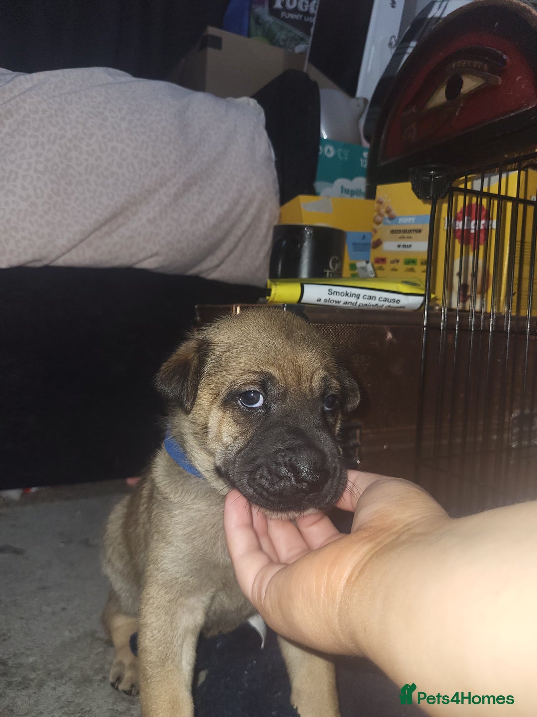 Mixed Breed dogs for sale: Belgian Malinois X Shar-pei puppies  - Image 3