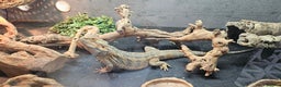 Bearded Dragon reptiles for sale: Bearded Dragon and set up - Advert 1