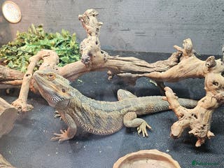 Bearded Dragon reptiles Bearded Dragon and set up - Advert 9