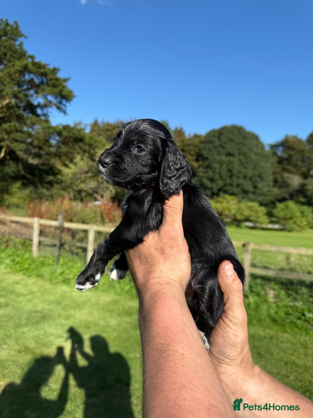 Cocker Spaniel dogs for sale: Working cocker spaniel - Image 17