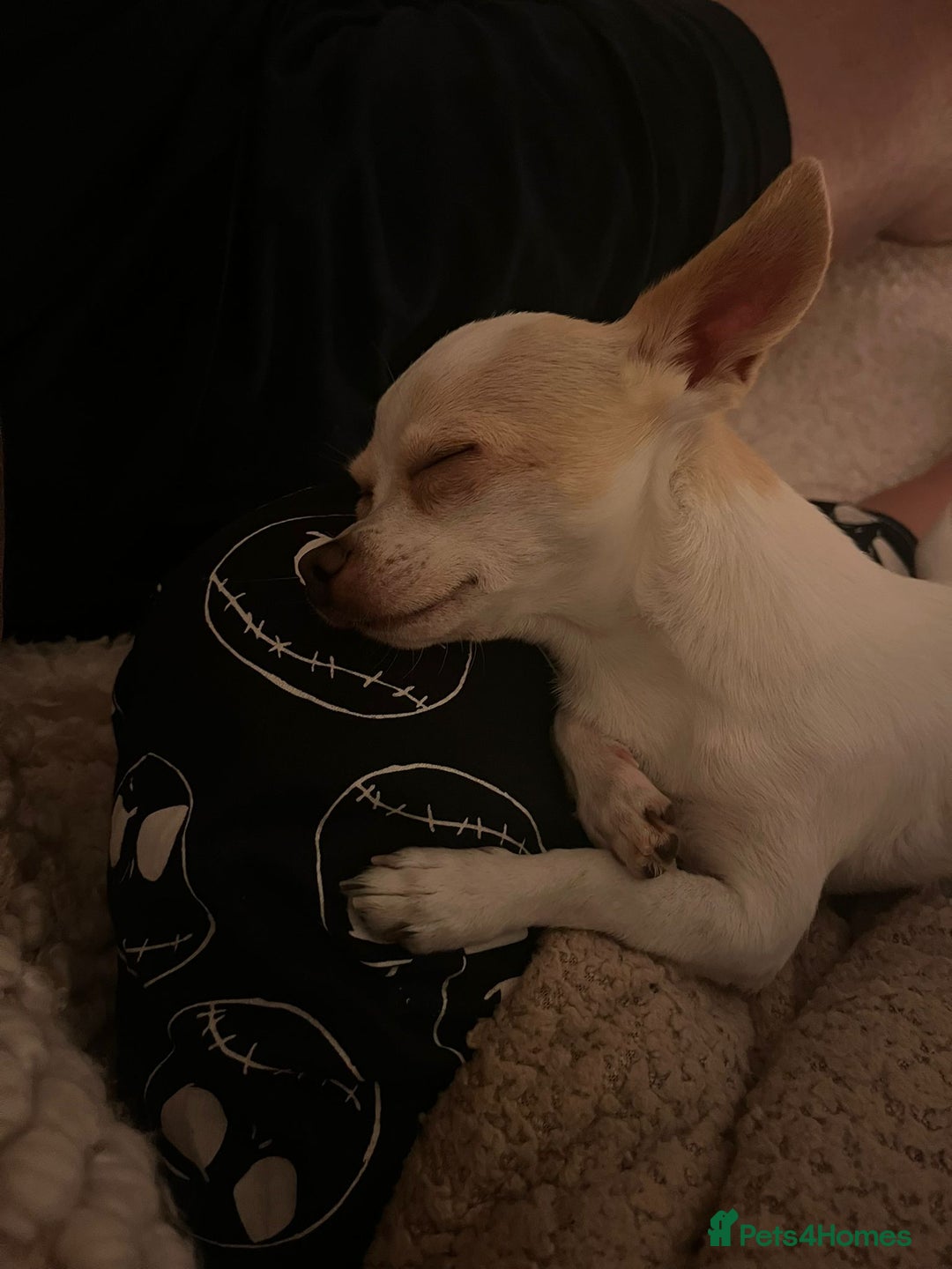 Chihuahua dogs for stud: Teacup Chihuahua for stud - Image 8