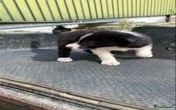 Border Collie dogs for sale: Farm bred border collie pups  - Image 4