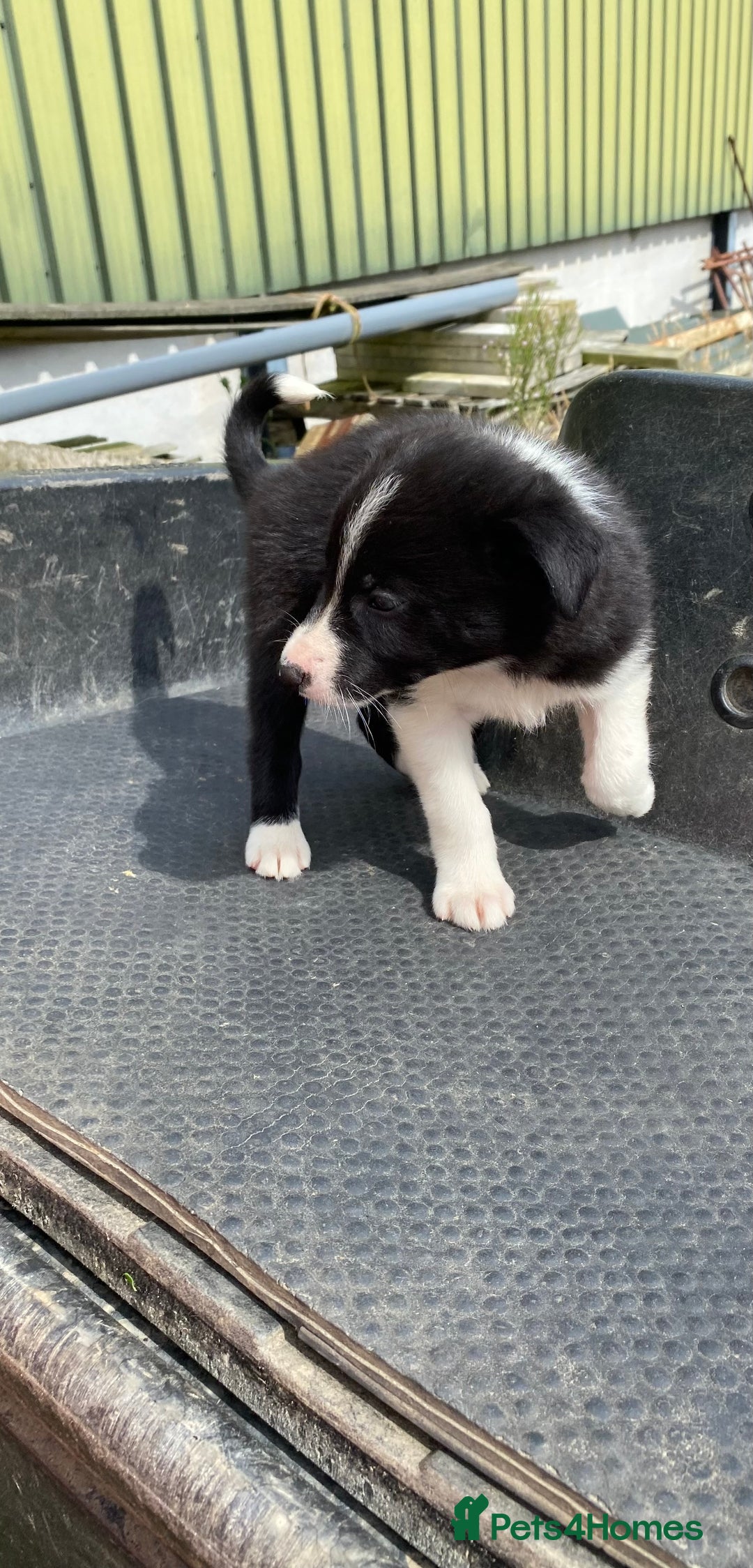 Border Collie dogs for sale: Farm bred border collie pups  - Image 4