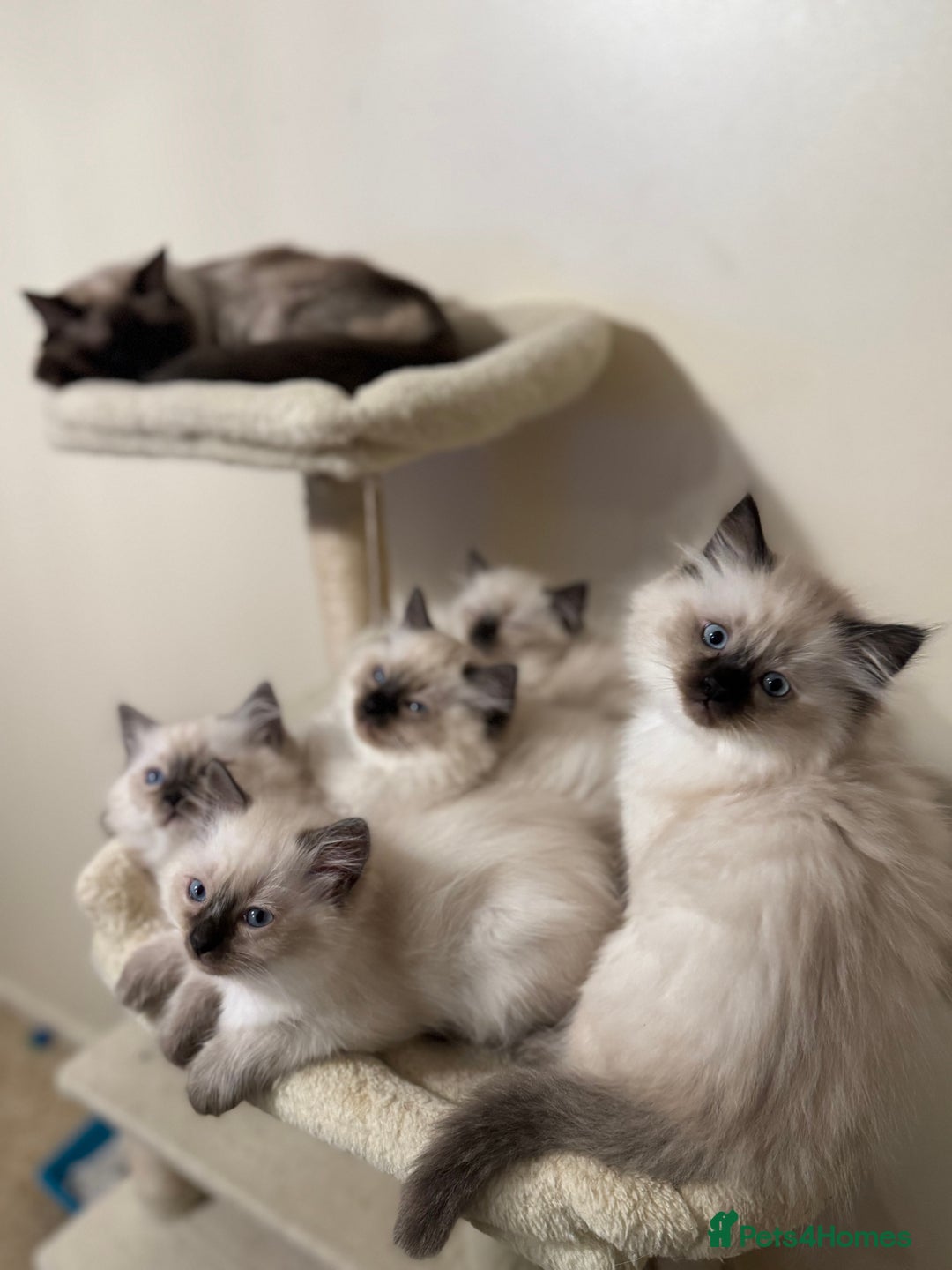 Ragdoll cats for sale: Beautiful Ragdoll Kittens - Advert 14