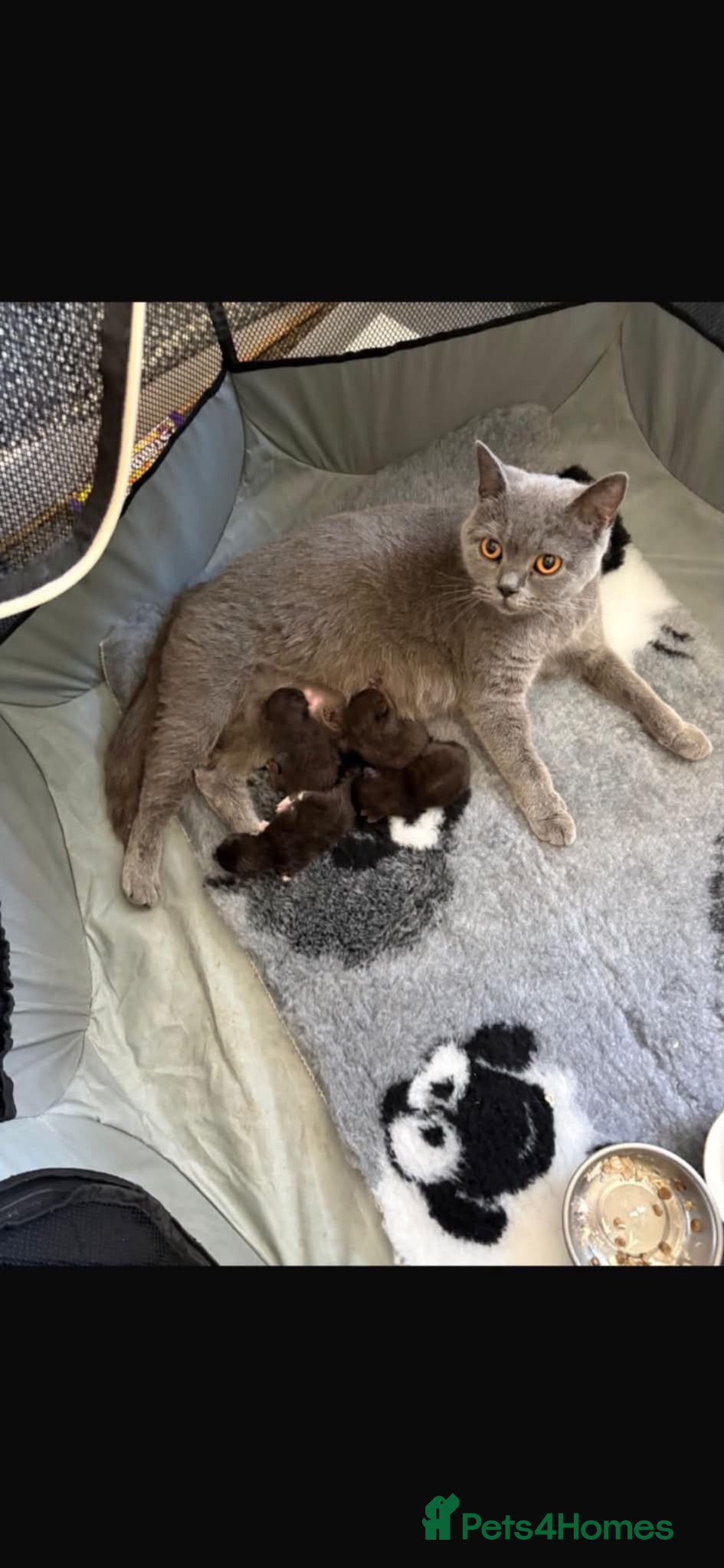 British Shorthair cats British short hairs cross  - Advert 1