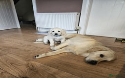 Golden Retriever dogs for sale: Beautiful golden retriever puppies  - Image 7