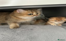 British Shorthair cats for sale: BSH Golden kittens from 🏆Champion lines🏆 - Image 6
