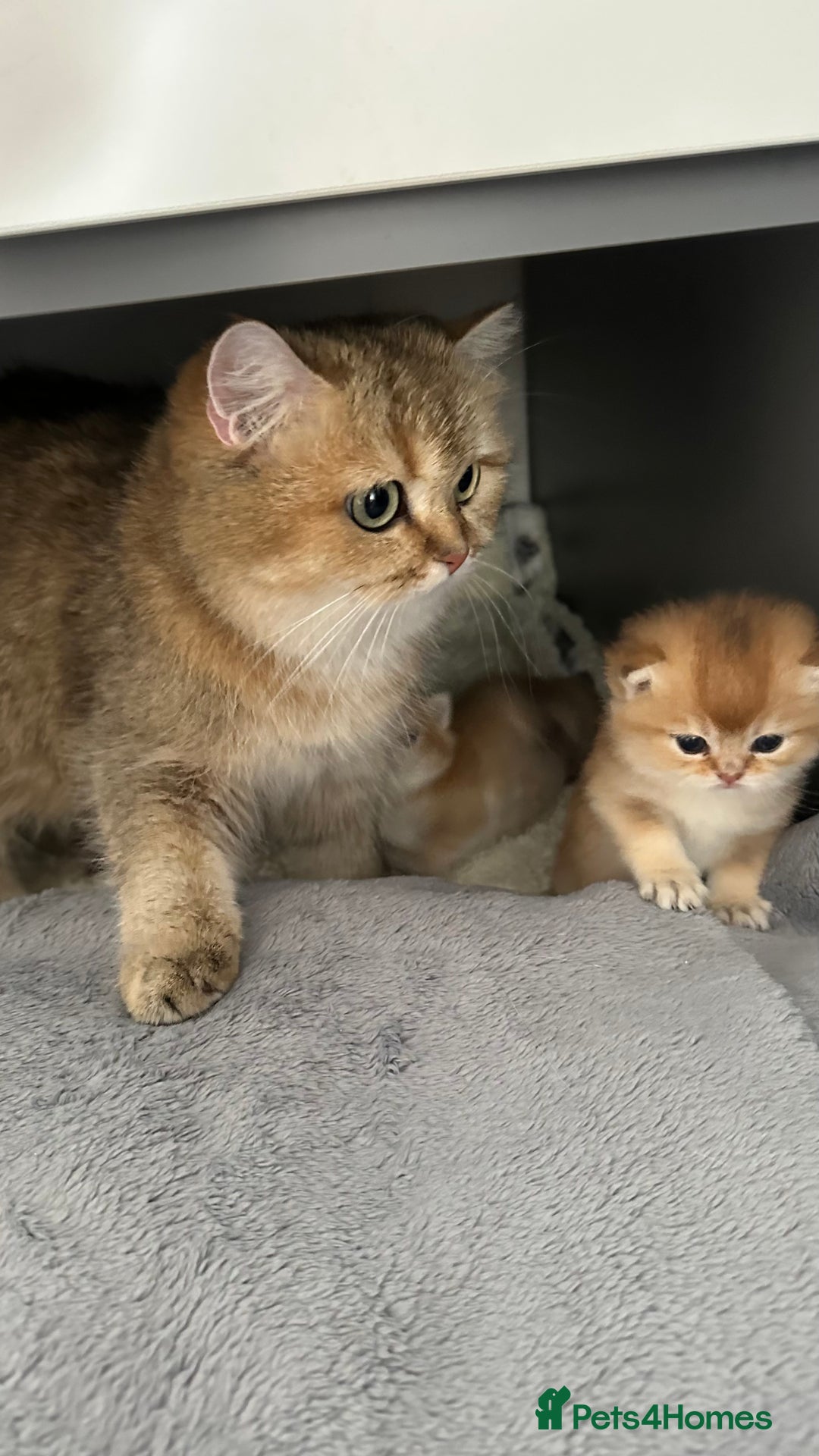 British Shorthair cats for sale: BSH Golden kittens from 🏆Champion lines🏆 - Image 6