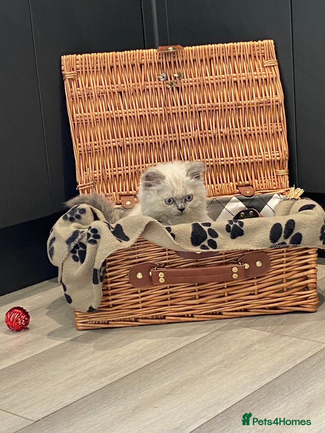 Selkirk Rex cats for sale: Beautiful selkirkrex babies - Image 12