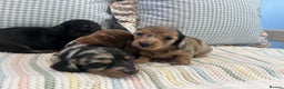 Miniature Dachshund dogs for sale: Mini long hair dachshund pups - Advert 7