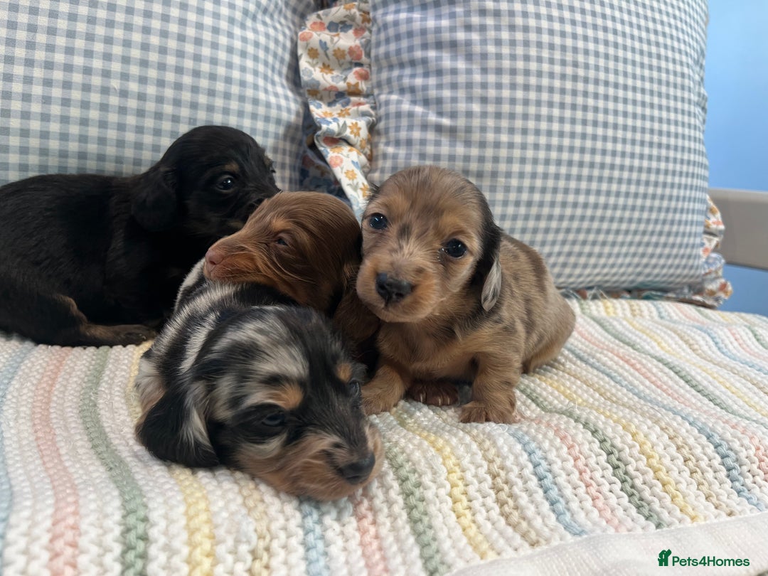 Miniature Dachshund dogs for sale: Mini long hair dachshund pups - Advert 7