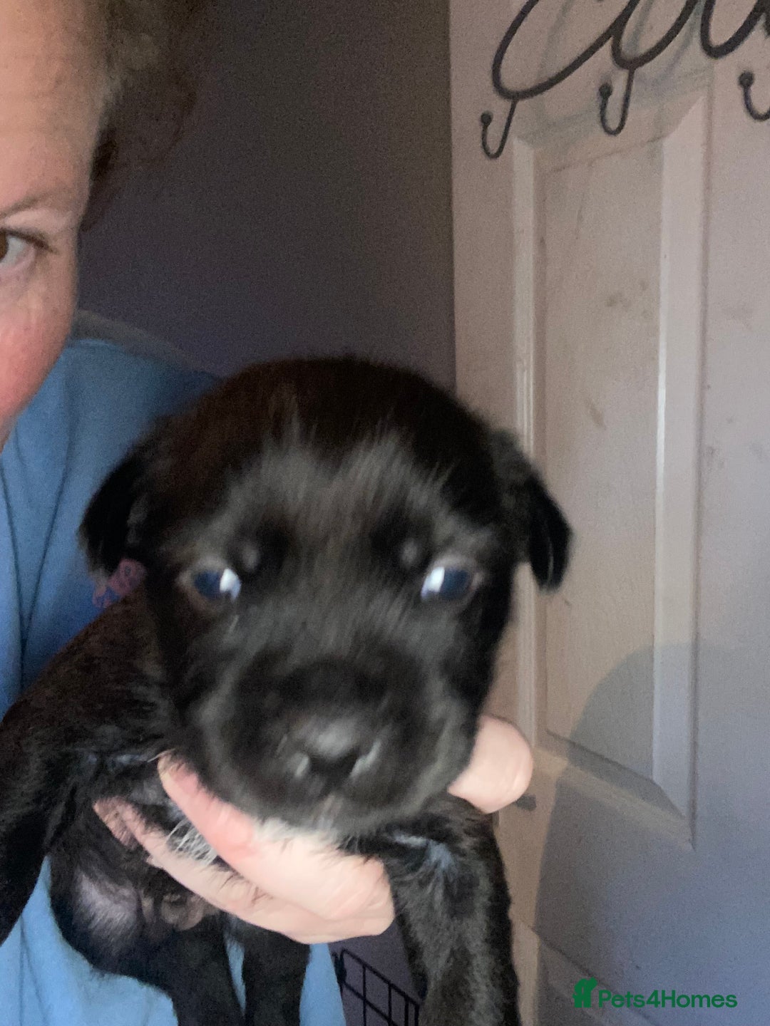 Mixed Breed dogs for sale: 3 male shitzu cross Patterdale puppies  - Advert 3