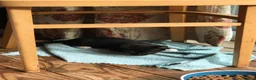 Mixed Breed cats for sale: Kittens  in Tamworth - Advert 8