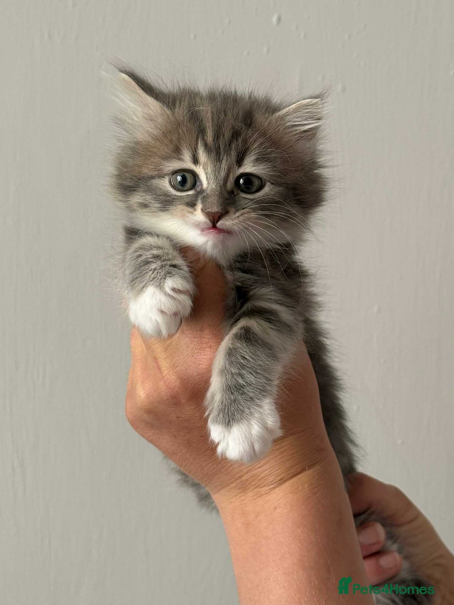 Maine Coon cats Maine Coon Kittens - Advert 2