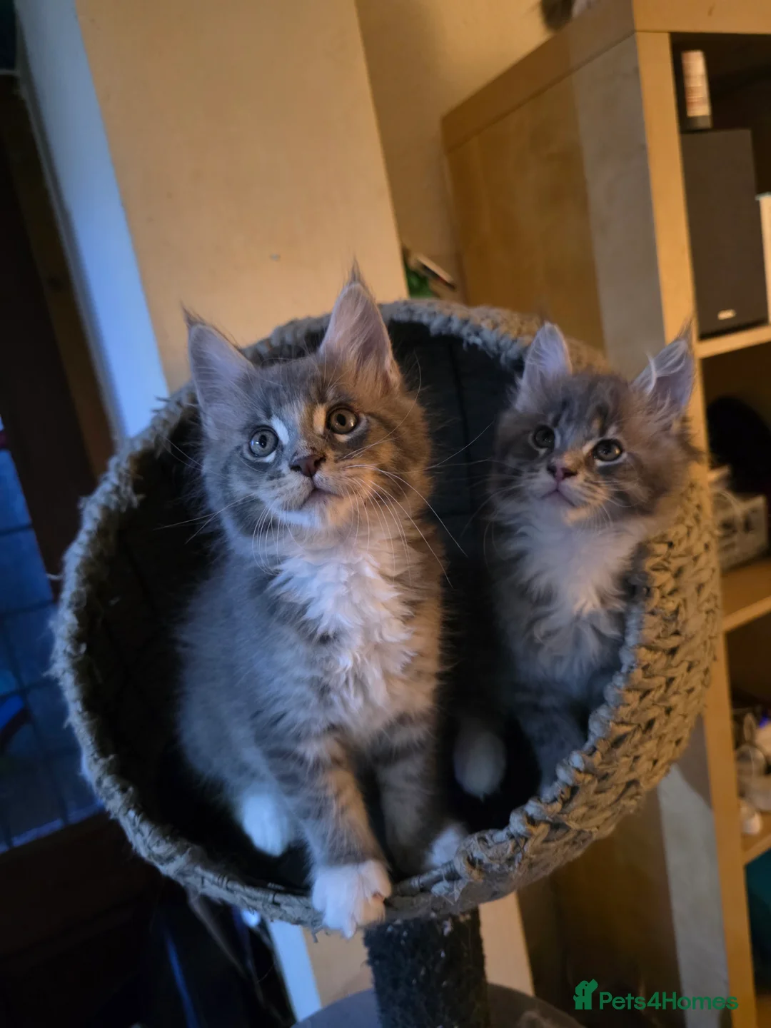 Maine Coon cats for sale: Beautiful Maine Coon Kittens 3 boys/ 2 girl  - Advert 17
