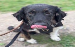 Mixed Breed dogs for adoption: Meet Merlin, currently residing in Essex  - Image 2