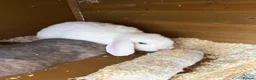 Mini Lop rabbits for sale: Rabbits  - Advert 4