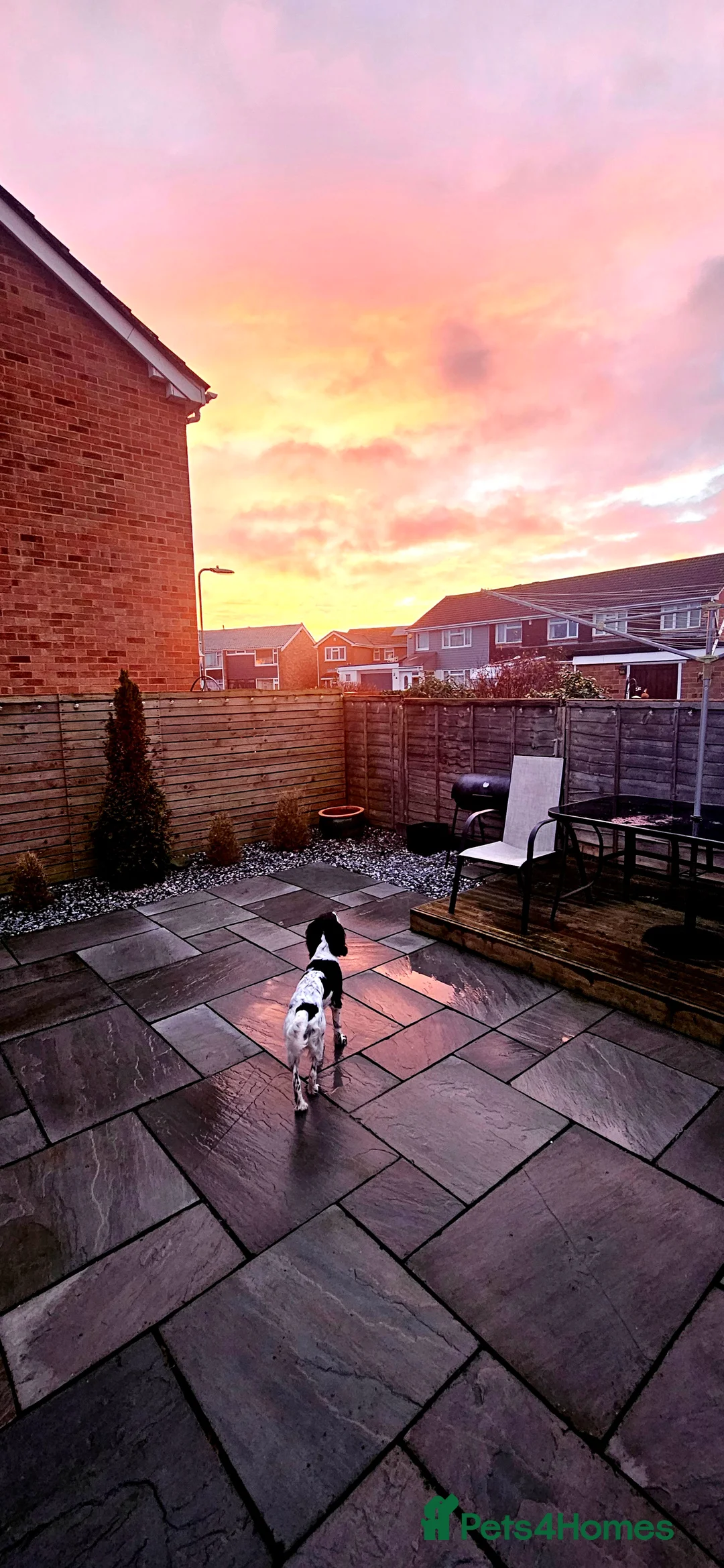 Cockapoo dogs for sale: Sadie 9 months cross Female - Advert 6