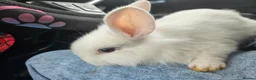 Mixed Breed rabbits for sale: 6 weeks old (25/6) Vienna and astrex gene last kit - Advert 14