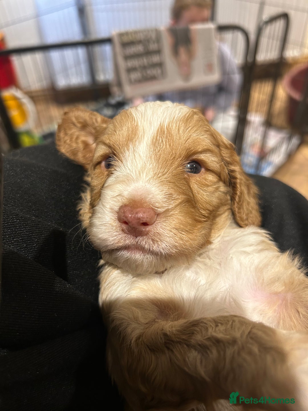 Cockapoo dogs for sale: Cockapoo puppies - Advert 1