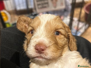 Cockapoo dogs for sale: Cockapoo puppies - Advert 1