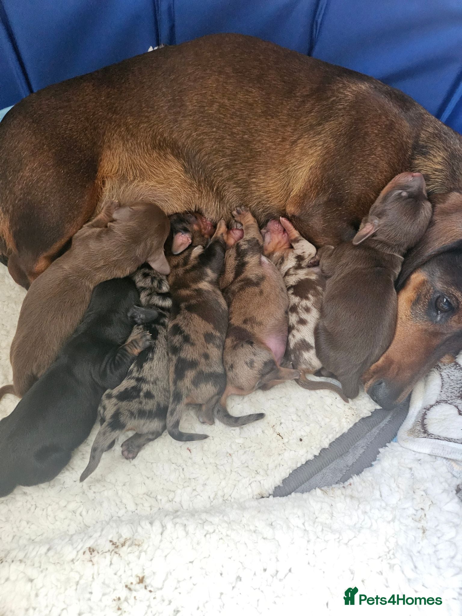Miniature Dachshund dogs BEAUTIFUL MINIATURE DACHSHUNDS  - Advert 17