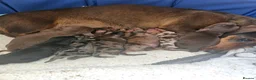 Miniature Dachshund dogs for sale: BEAUTIFUL MINIATURE DACHSHUNDS  - Advert 2