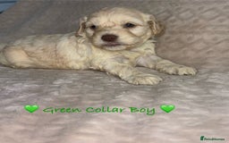Cavapoo dogs for sale: Beautiful F1 Cavapoo Puppies  - Image 15