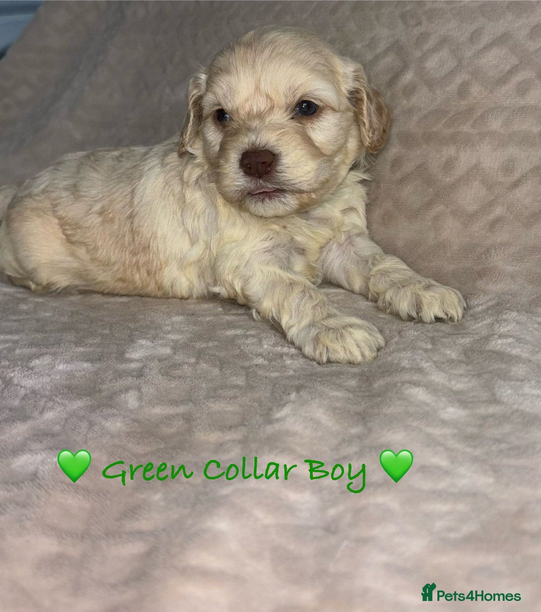 Cavapoo dogs for sale: Beautiful F1 Cavapoo Puppies  - Image 15