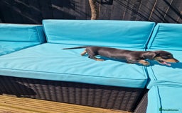 Miniature Dachshund dogs for sale: Adorable Miniture Dachshund  in Paignton - Image 17