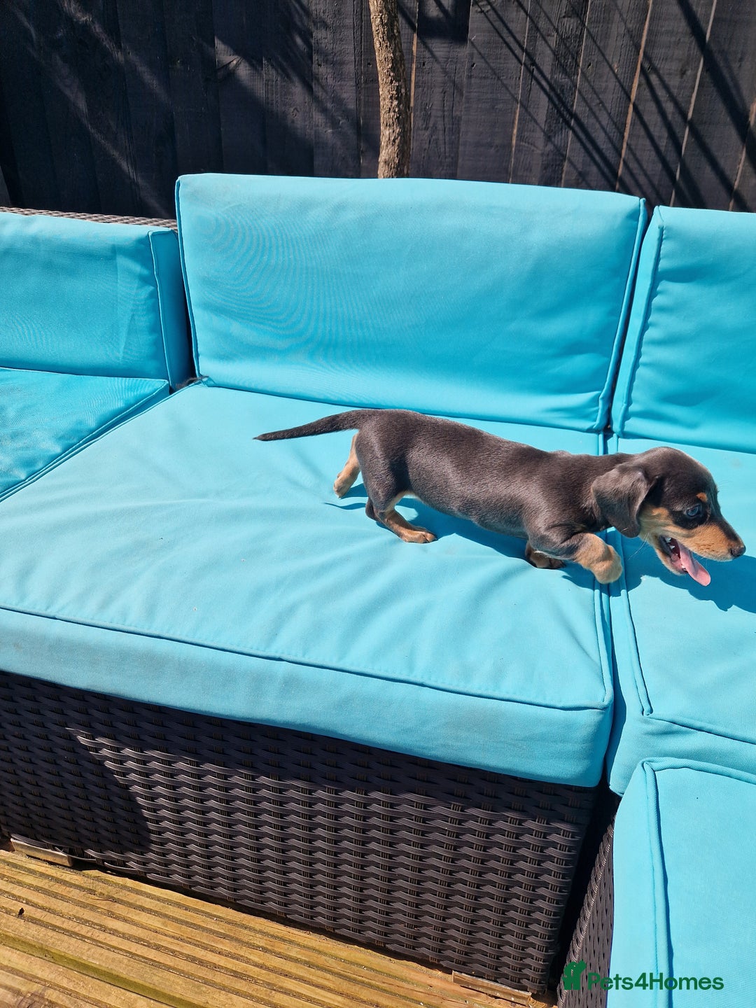 Miniature Dachshund dogs for sale: Adorable Miniture Dachshund  in Paignton - Image 17