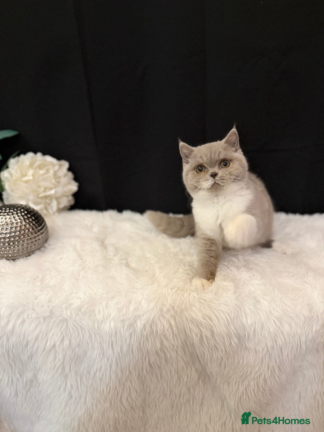 British Shorthair cats for sale: FULL PEDIGREE, REGISTERED BSH - Image 15
